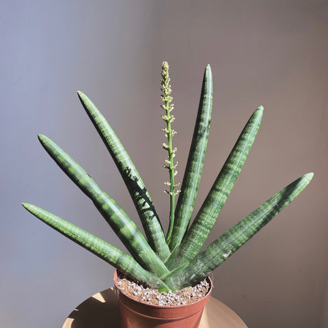 Sancevieria boncel